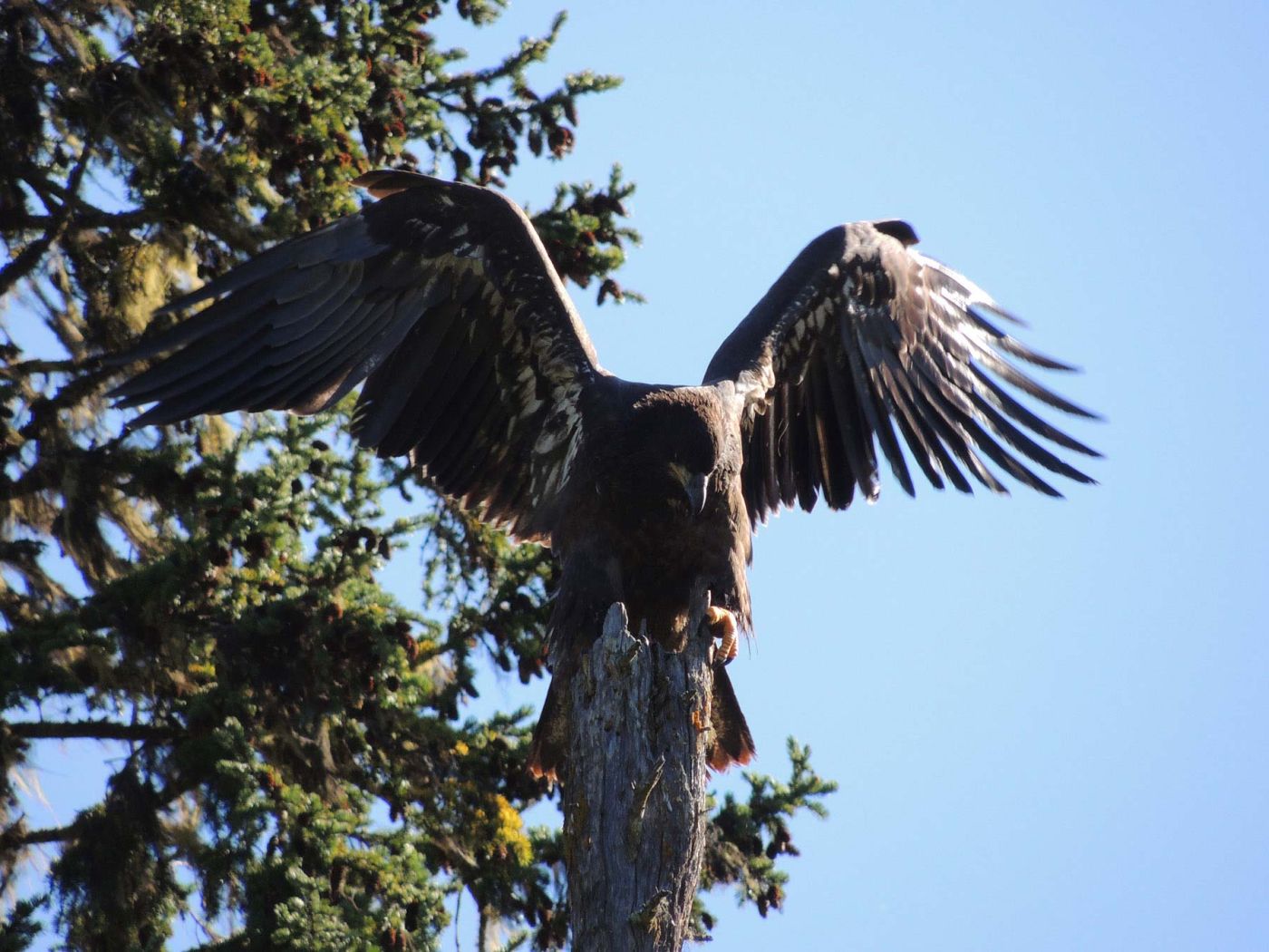 Rezultat iskanja slik za boreal forest eagle
