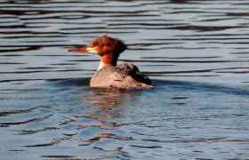 Merganser
