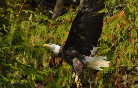 Bald Eagle