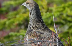 Grouse