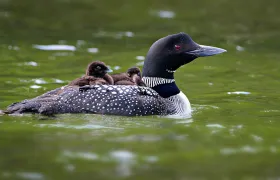 Loon and chicks