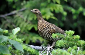 Female Grouse with summer plumage