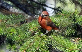 Pine Grosbeak