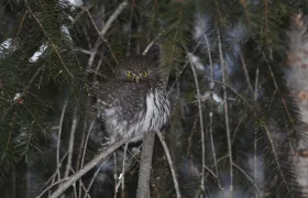 Pygmy Owl