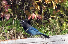 Stellar Jay