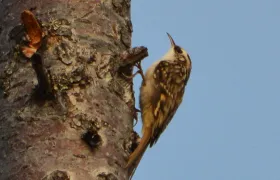Brown Creeper