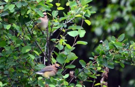 Cedar Waxwings
