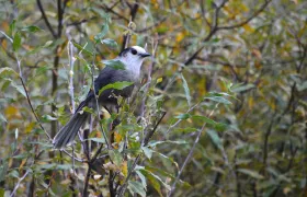 Gray Jay