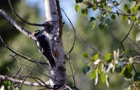 Hairy Woodpecker