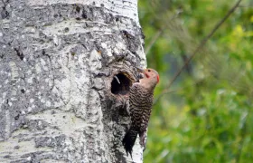 Northern Flicker