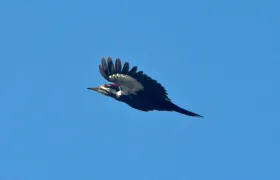 Pileated Woodpecker