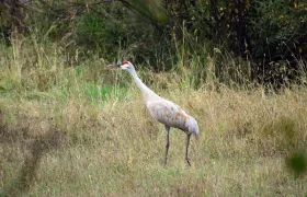 Sandhill Crane