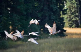 Sandhill Cranes in flight