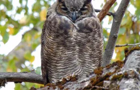 Great Horned Owl