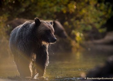 Glamping with Grizzlies