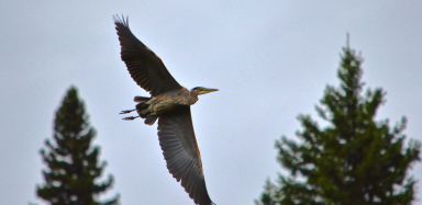 Great Blue Heron