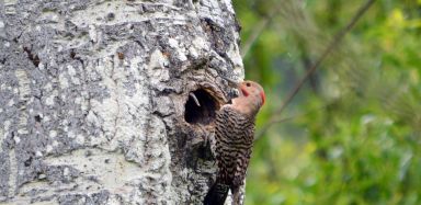 Northern Flicker