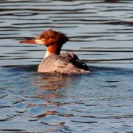 Merganser