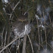 Pygmy Owl
