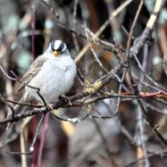 White Crowned Sparrow