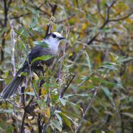 Gray Jay