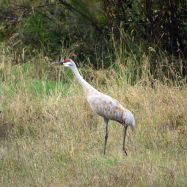 Sandhill Crane