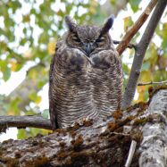 Great Horned Owl