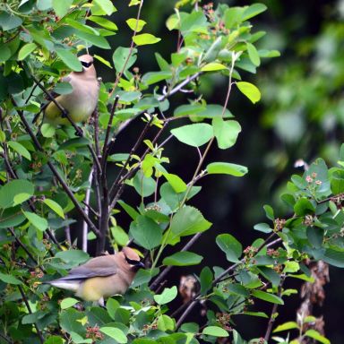 Cedar Waxwings